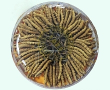 冬虫夏草价格对比 50g(等级:2000条) 天海生物