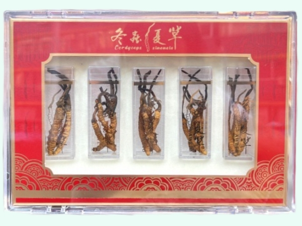 冬虫夏草
