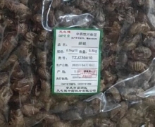 蝉蜕价格对比 0.5kg 天之健