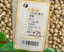 同创康能川贝母(青贝)价格对比 0.1kg