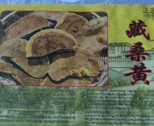 正志堂藏桑黄是真的吗？